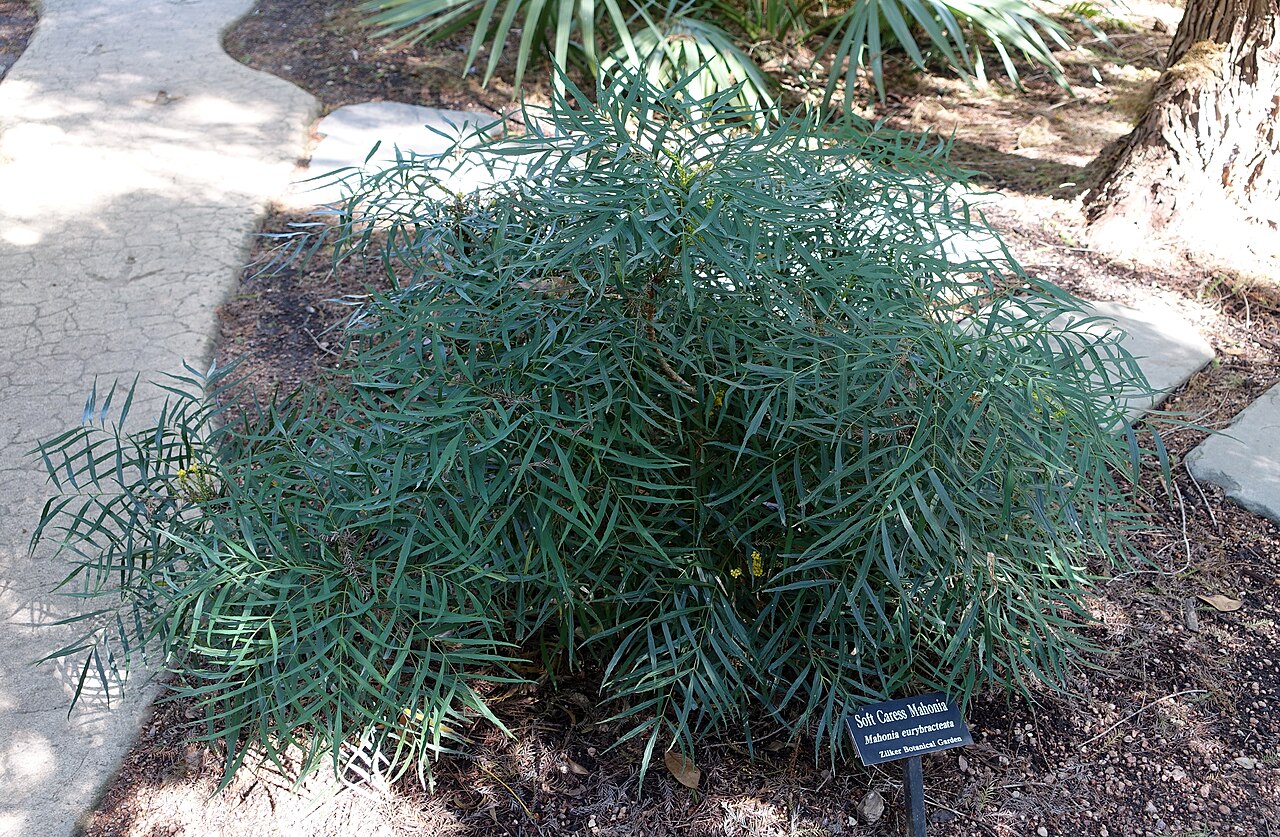 Berberis eurybracteata: Botanical specimen in the Zilker Botanical Garden - Austin, Texas, USA.
