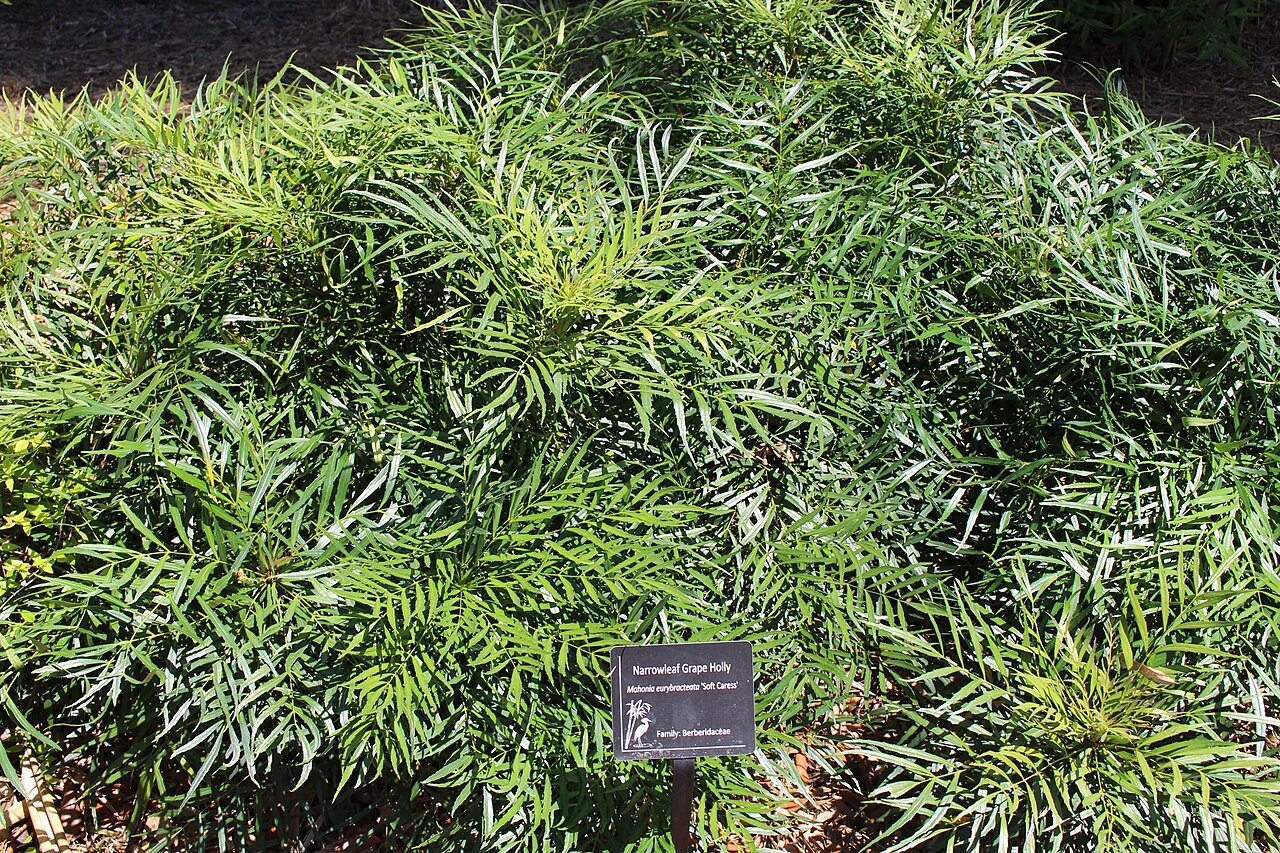 Berberis eurybracteata: Coastal Georgia Botanical Gardens, Savannah, Chatham County, Georgia
