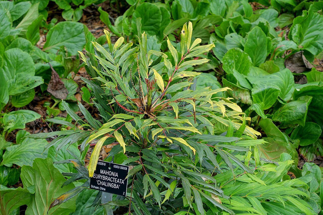 Berberis eurybracteata: Horticultural specimen in Sir Harold Hillier Gardens - Romsey, Hampshire, England.