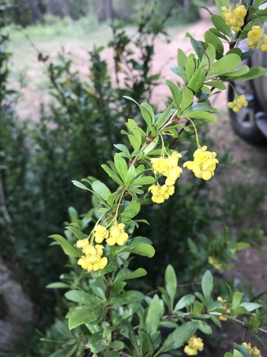 Colorado barberry (Berberis fendleri)