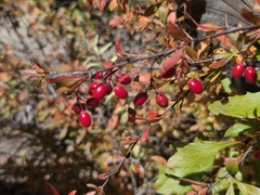 Colorado barberry (Berberis fendleri)
