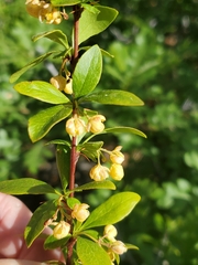 Colorado barberry (Berberis fendleri)