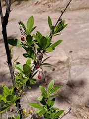 Colorado barberry (Berberis fendleri)