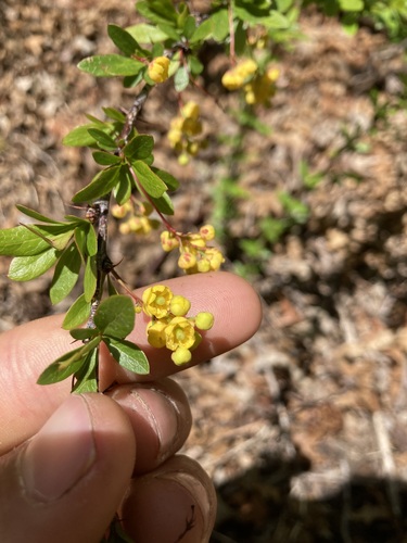 Colorado barberry (Berberis fendleri)