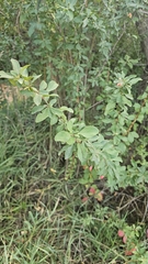 Colorado barberry (Berberis fendleri)
