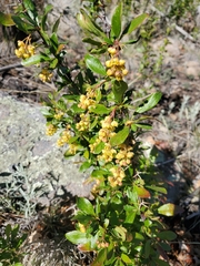 Colorado barberry (Berberis fendleri)