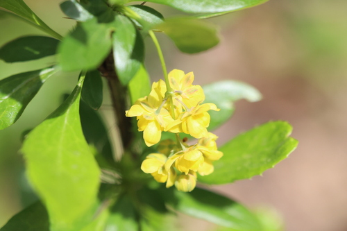 Colorado barberry (Berberis fendleri)
