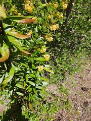 Colorado barberry (Berberis fendleri)