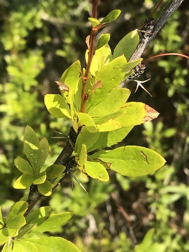 Colorado barberry (Berberis fendleri)
