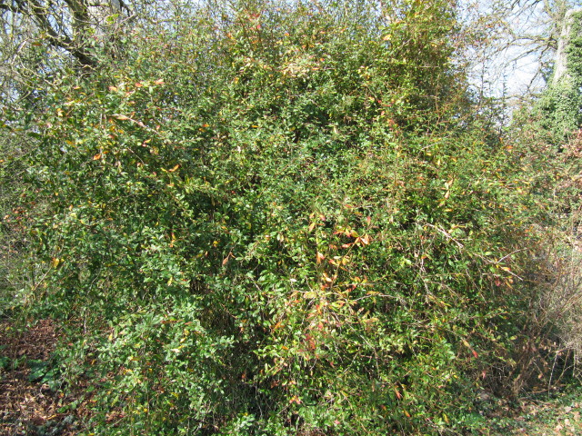 Berberis floribunda: Berberis floribunda