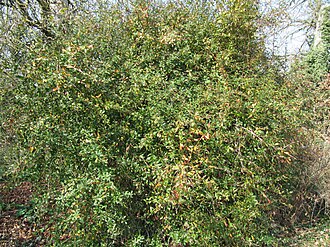 Berberis floribunda: Berberis floribunda