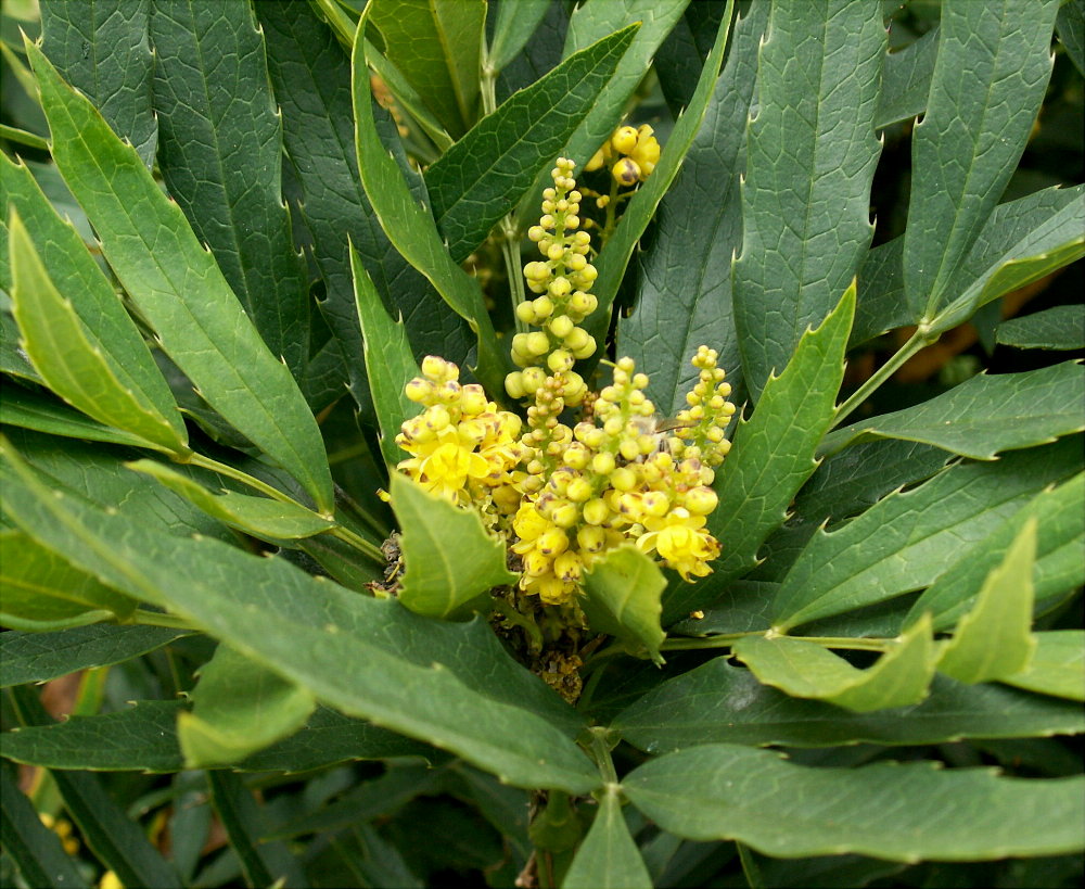 Berberis fortunei: Mahonia fortunei