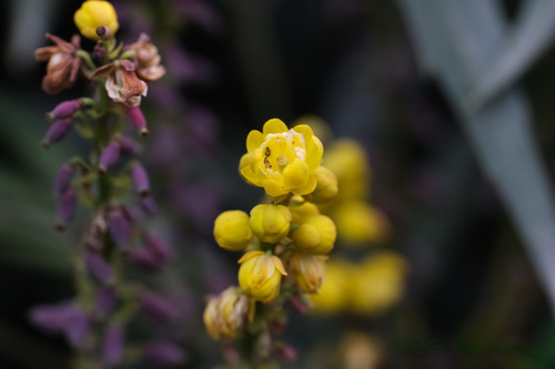 Berberis fortunei (Berberis fortunei)