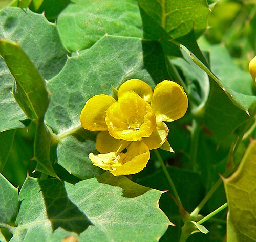 Fremont's mahonia: Photo of Mahonia fremontii at the Regional Parks Botanic Garden , Berkeley, California