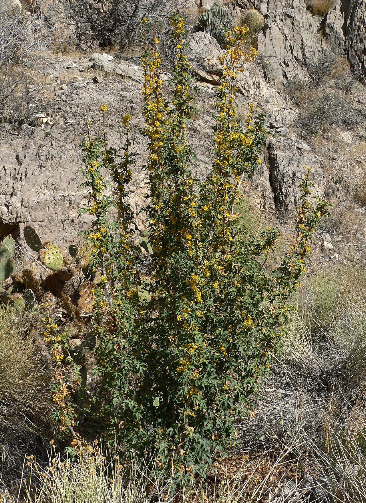 Fremont's mahonia: Mahonia fremontii in the wash just southeast of Virgin Peak , southern Nevada