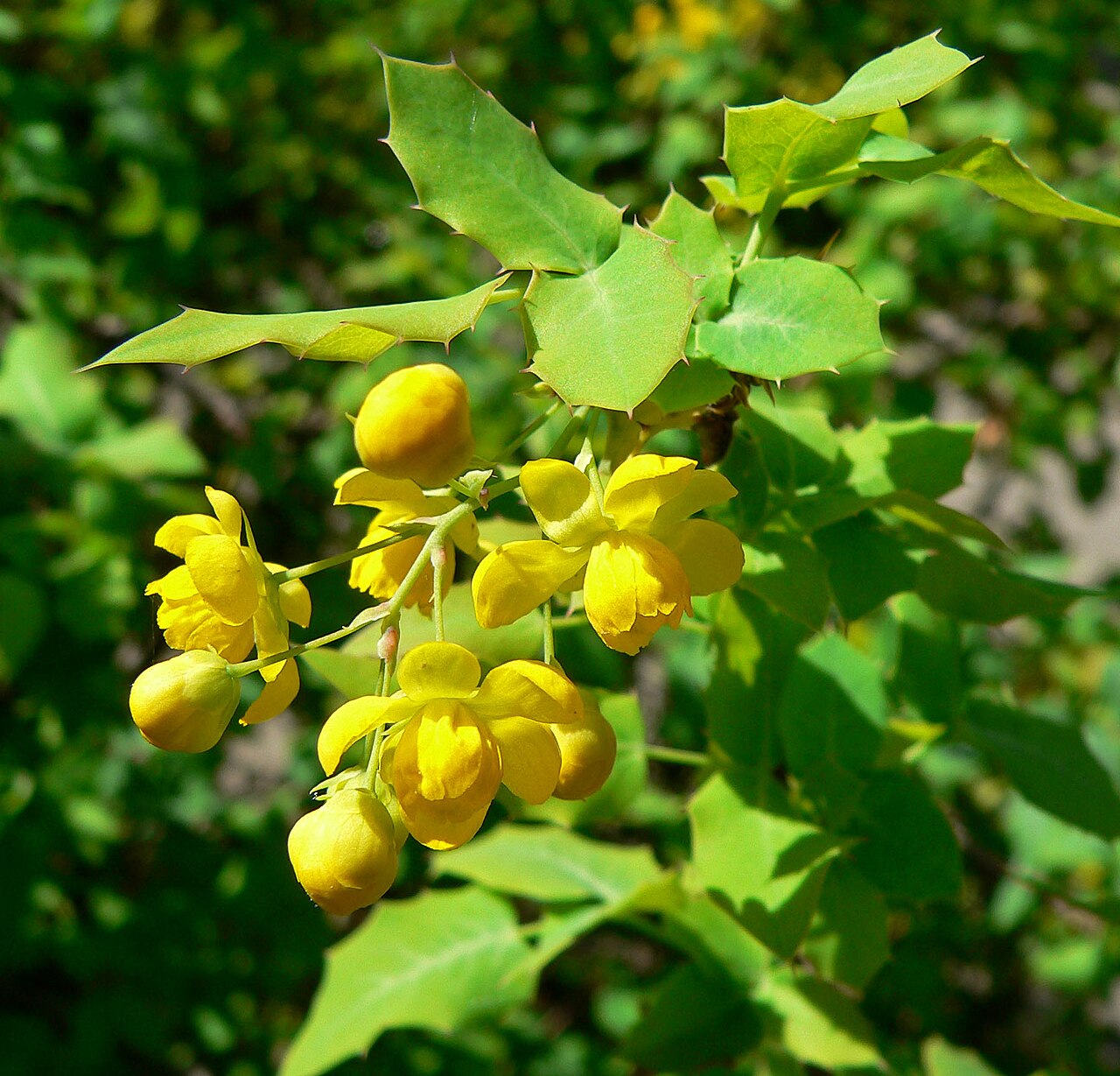Fremont's mahonia: Photo of Mahonia fremontii at the Regional Parks Botanic Garden , Berkeley, California