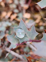 Fremont's mahonia (Berberis fremontii)