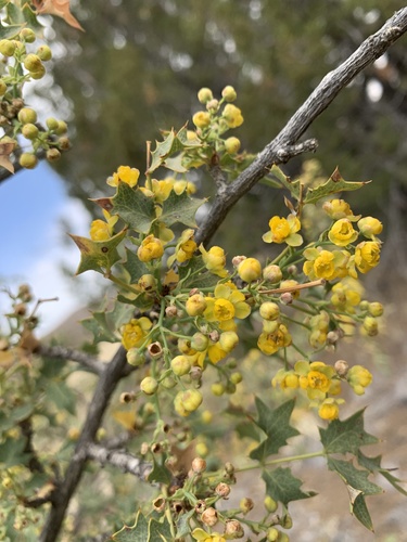 Fremont's mahonia (Berberis fremontii)
