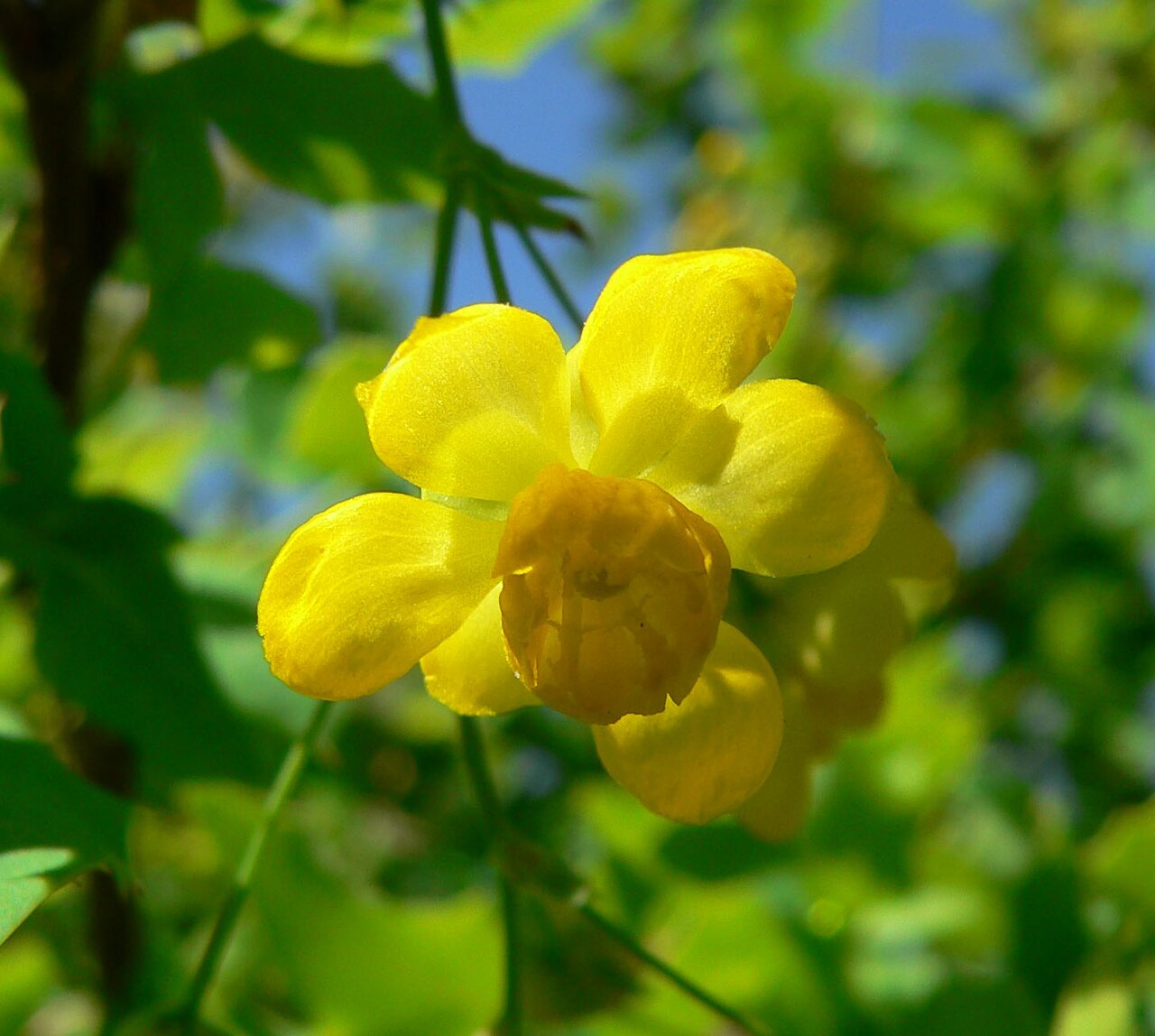 Fremont's mahonia: Photo of Mahonia fremontii at the Regional Parks Botanic Garden , Berkeley, California