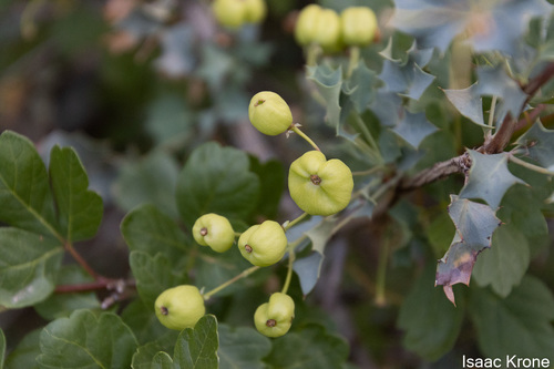 Fremont's mahonia (Berberis fremontii)