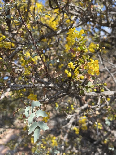 Fremont's mahonia (Berberis fremontii)