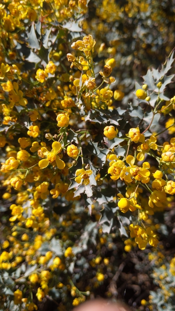 Fremont's mahonia (Berberis fremontii)