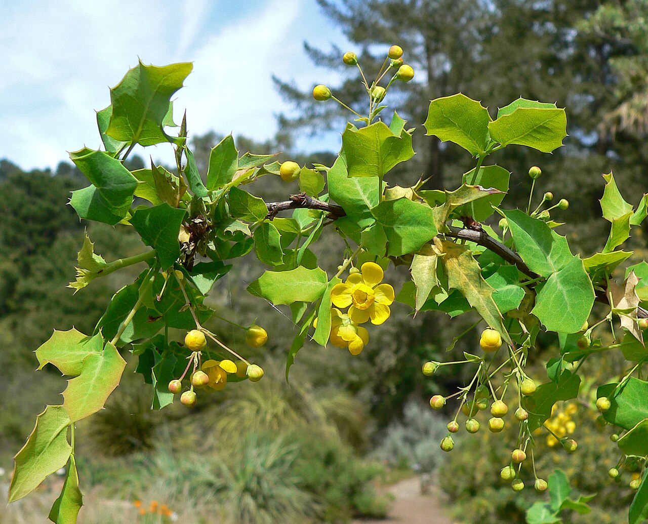 Fremont's mahonia: Photo of Mahonia fremontii at the Regional Parks Botanic Garden , Berkeley, California