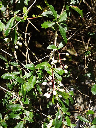 Berberis glaucocarpa (Berberis glaucocarpa)