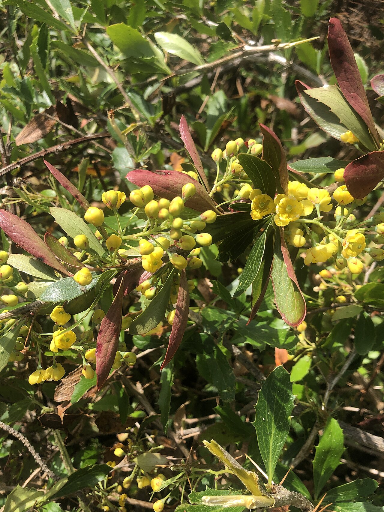 Berberis glaucocarpa: Berberis glaucocarpa, Tasman, NZ-NE, NZ, 2020-10-21 (iNaturalist).