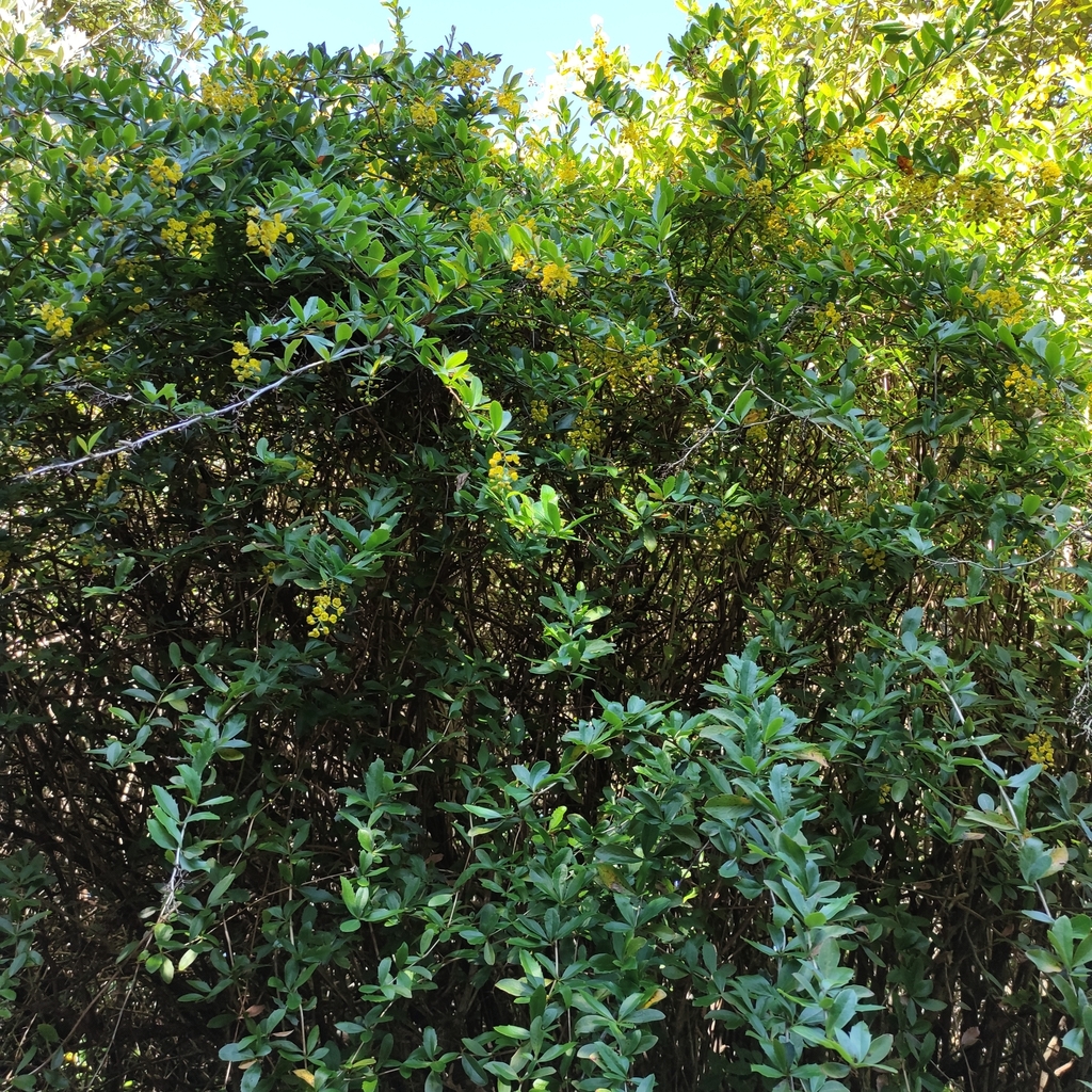 Berberis glaucocarpa (Berberis glaucocarpa)