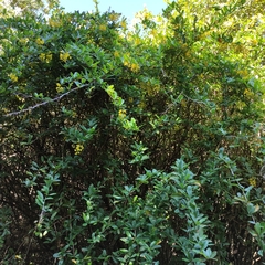 Berberis glaucocarpa (Berberis glaucocarpa)