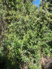 Berberis glaucocarpa (Berberis glaucocarpa)
