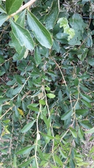 Berberis glaucocarpa (Berberis glaucocarpa)