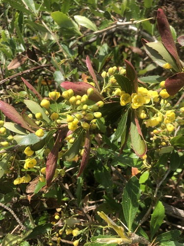 Berberis glaucocarpa (Berberis glaucocarpa)