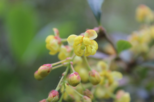 Berberis glaucocarpa (Berberis glaucocarpa)