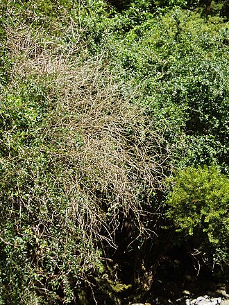 Berberis glaucocarpa (Berberis glaucocarpa)