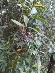 Berberis glaucocarpa (Berberis glaucocarpa)