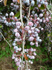 Berberis glaucocarpa (Berberis glaucocarpa)