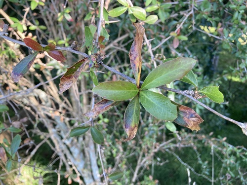Berberis glaucocarpa (Berberis glaucocarpa)