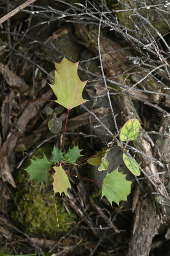 Berberis glaucocarpa (Berberis glaucocarpa)