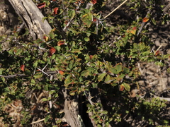 Berberis glomerata (Berberis glomerata)