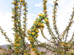Berberis glomerata (Berberis glomerata)