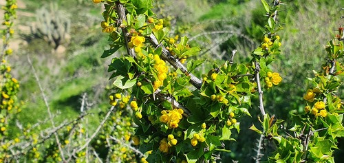 Berberis glomerata (Berberis glomerata)