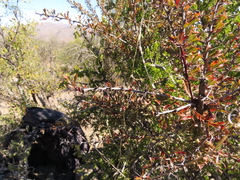 Berberis glomerata (Berberis glomerata)