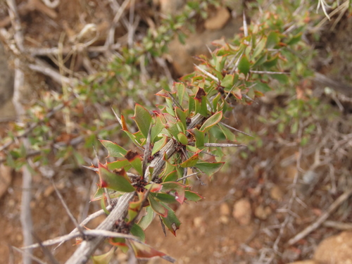 Berberis glomerata (Berberis glomerata)