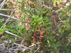 Berberis glomerata (Berberis glomerata)