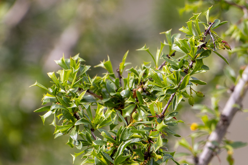 Berberis glomerata (Berberis glomerata)