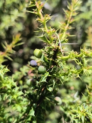 Berberis glomerata (Berberis glomerata)