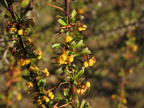 Berberis glomerata (Berberis glomerata)