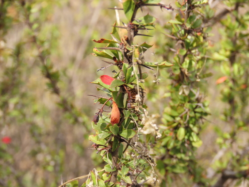 Berberis glomerata (Berberis glomerata)